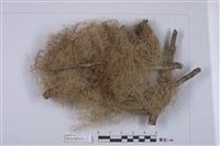 藏品(菘蘿屬)的圖片